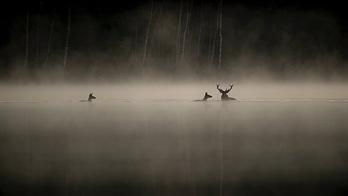 Standbild aus dem Film Das Flüstern der Wälder