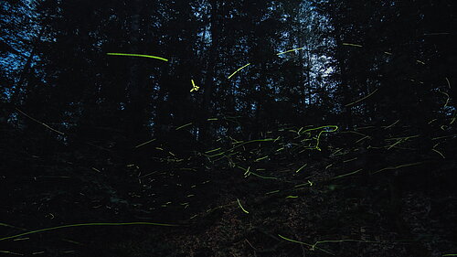 Standbild aus dem Film Insekten - Helden im Verborgenen