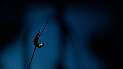 Standbild aus dem Film Insekten - Helden im Verborgenen