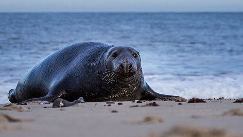 Standbild aus dem Film Die wilde Nordsee