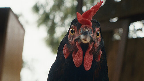 Standbild aus dem Film Lebensansichten eines Huhns