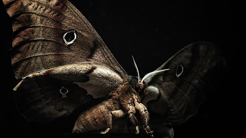 Standbild aus dem Film Insekten - Helden im Verborgenen
