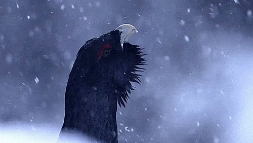 Standbild aus dem Film Das Flüstern der Wälder