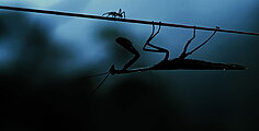 Insekten - Helden im Verborgenen