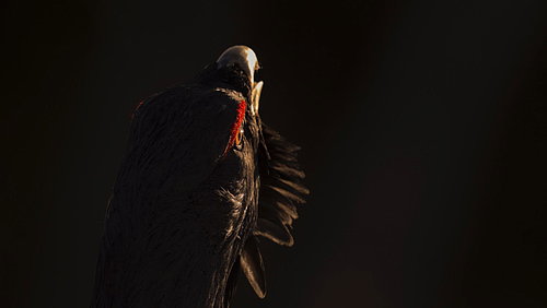 Standbild aus dem Film Das Flüstern der Wälder