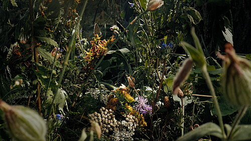 Standbild aus dem Film Insekten - Helden im Verborgenen