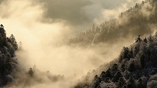 Standbild aus dem Film Das Flüstern der Wälder