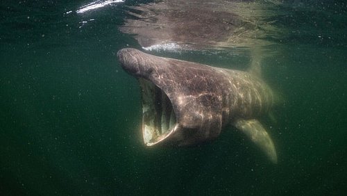 Standbild aus dem Film Die wilde Nordsee