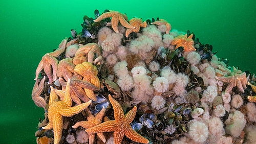 Standbild aus dem Film Die wilde Nordsee